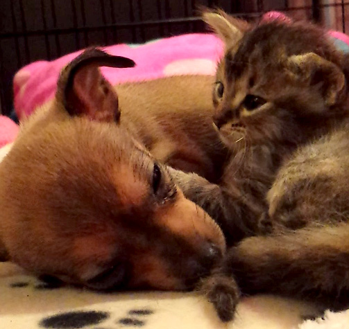 子猫と子犬