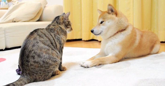 見つめ合う猫と犬