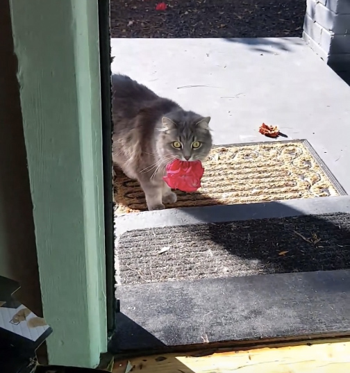 花を持って来た猫