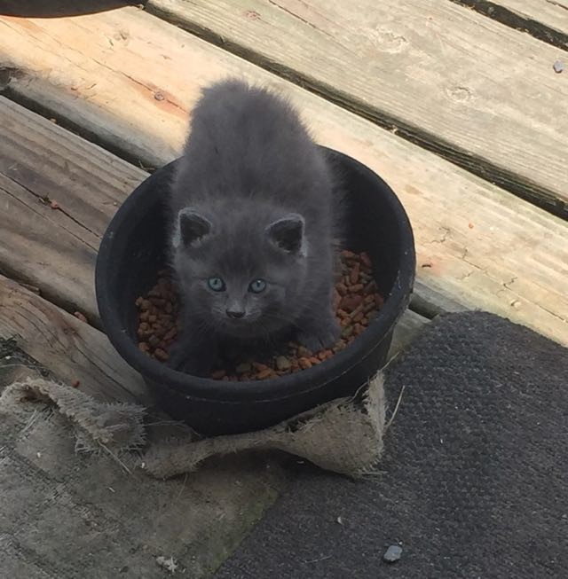 ご飯を食べにきた子猫