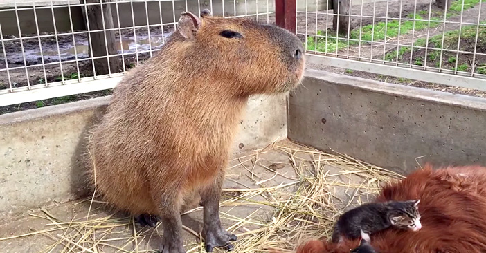 ボーッとするカピバラさん