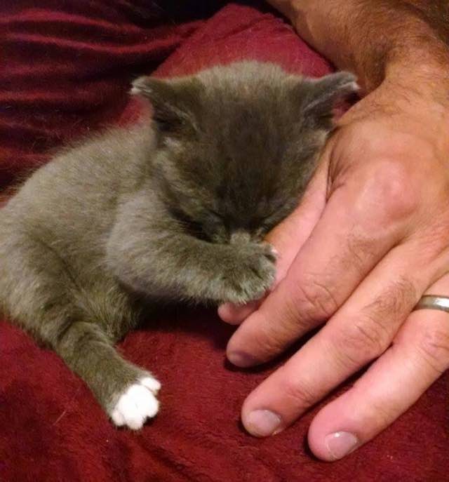 飼い主さんの手にしがみつく子猫