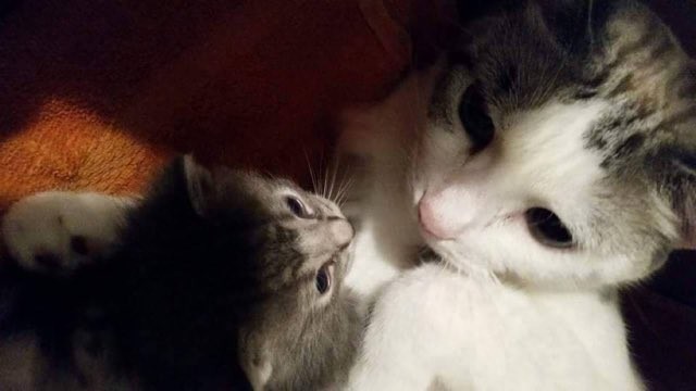 母猫と子猫