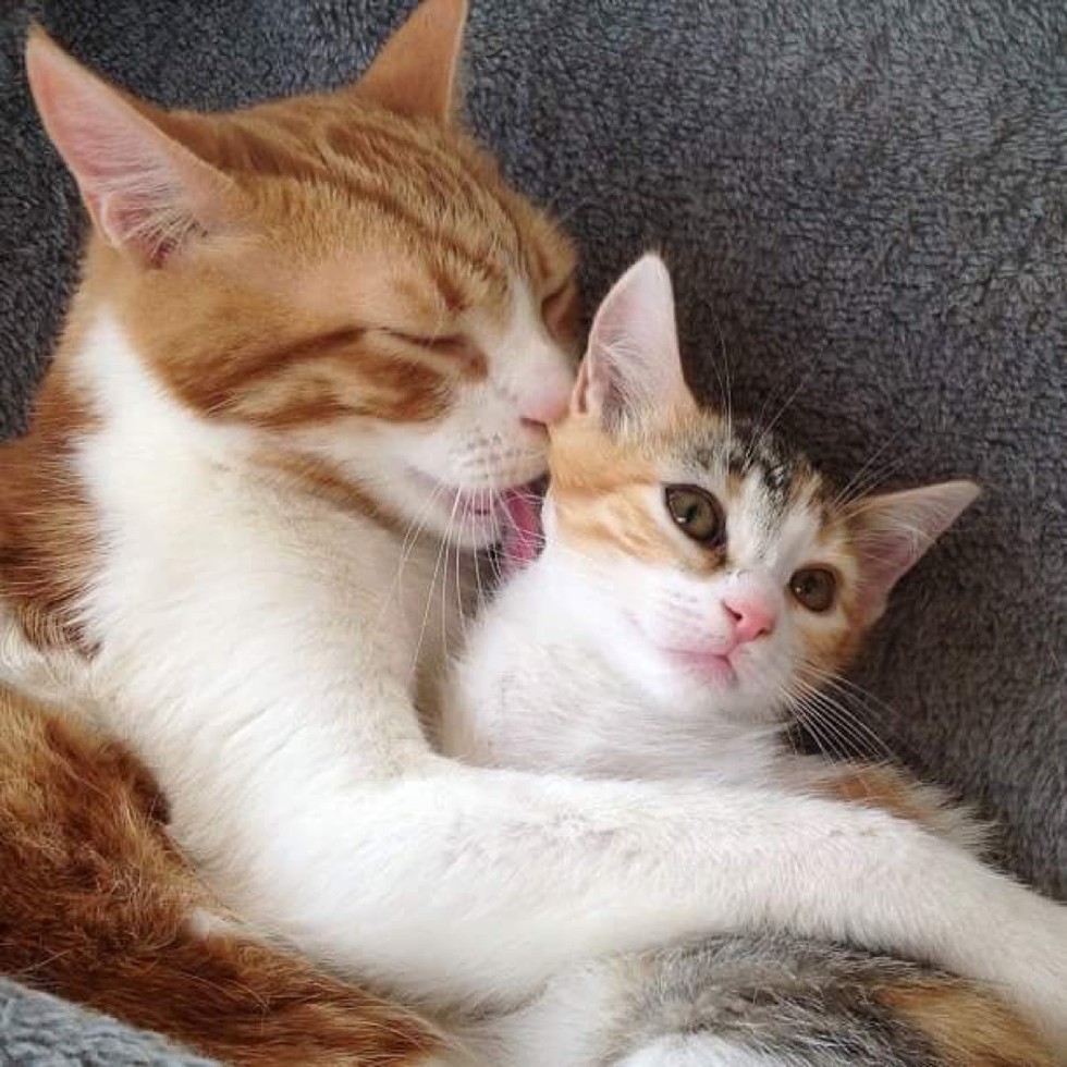 子猫にキスする猫