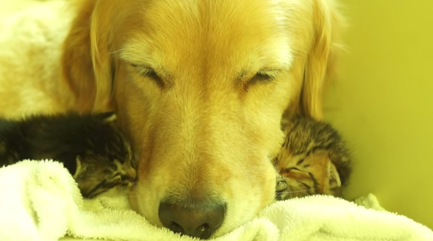 仲良く眠る犬と子猫