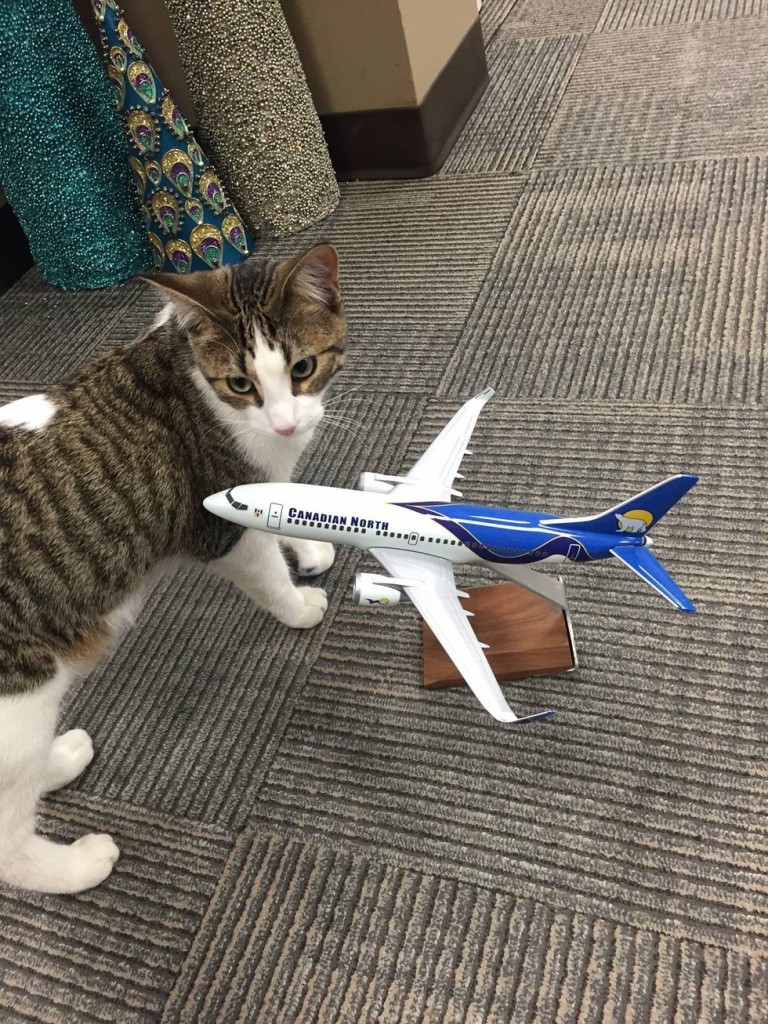 飛行機と猫