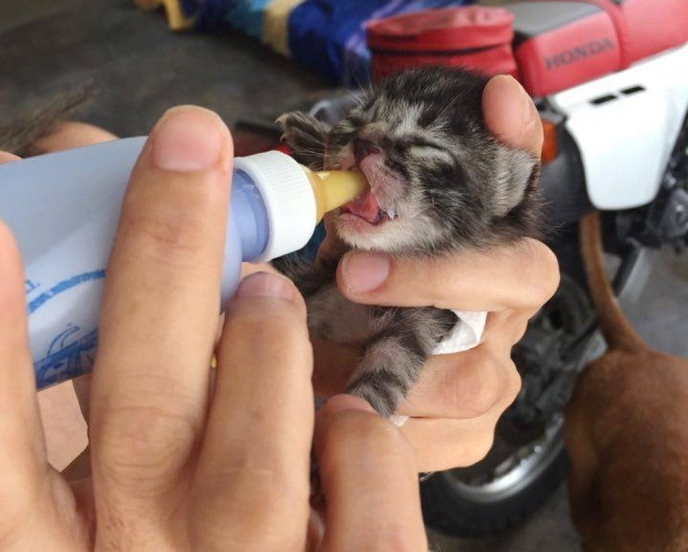 ミルクを飲む子猫