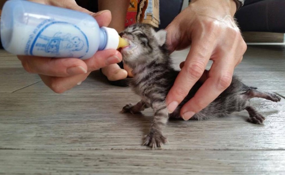 ミルクを飲む子猫