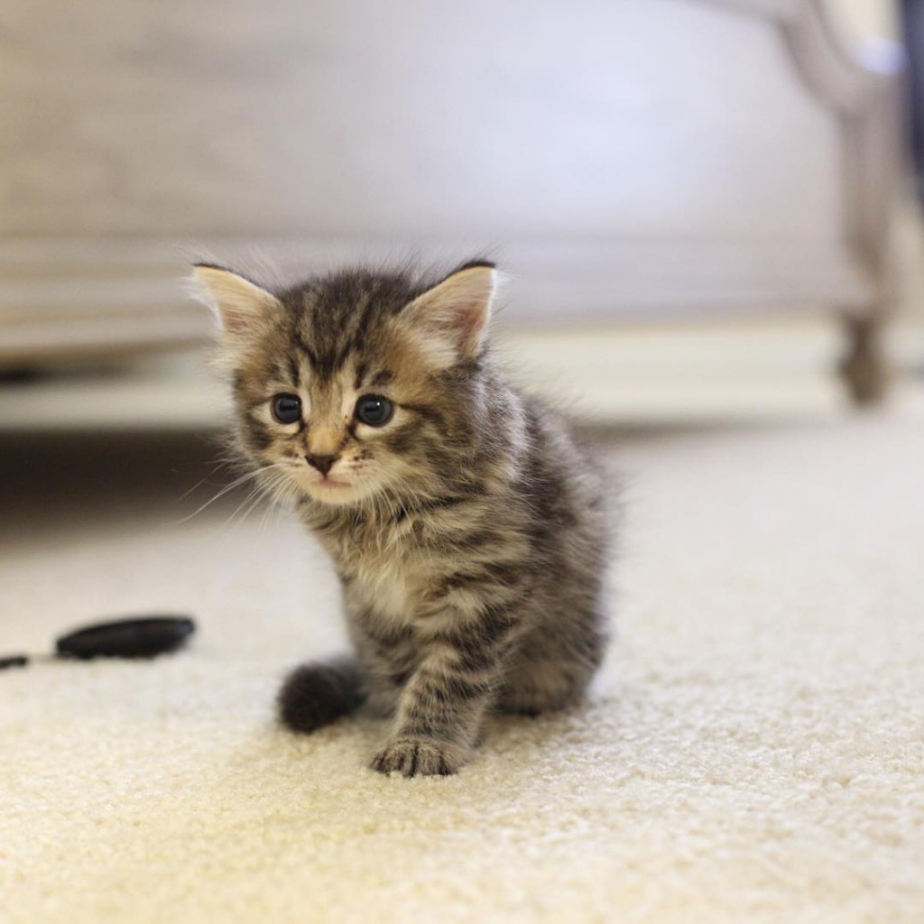 少し成長した子猫