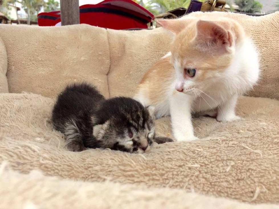 猫と一緒の子猫