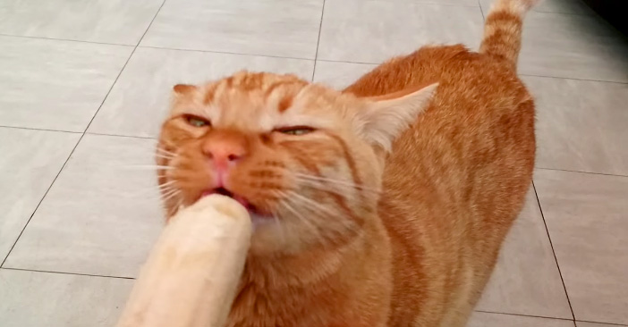 バナナの美味しさに気づいてしまった猫さん。その豪快な食べっぷりに 