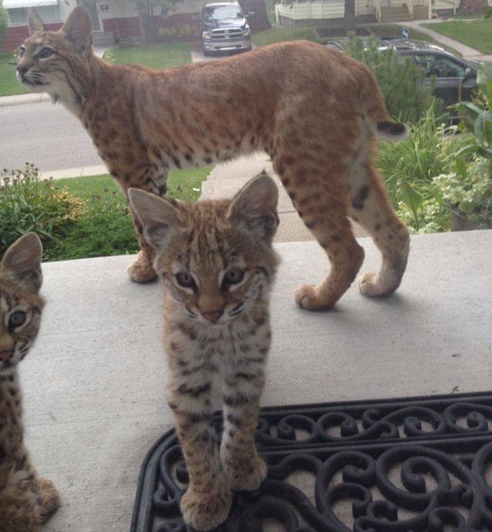 家に来たボブキャット