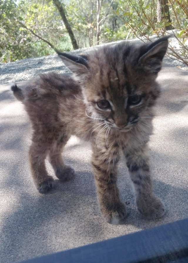 ボブキャットの子供