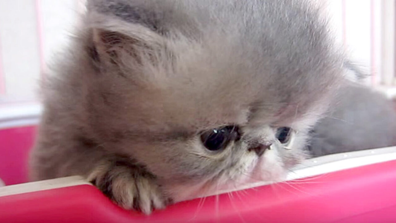 detai_cat02-1280x720.jpg