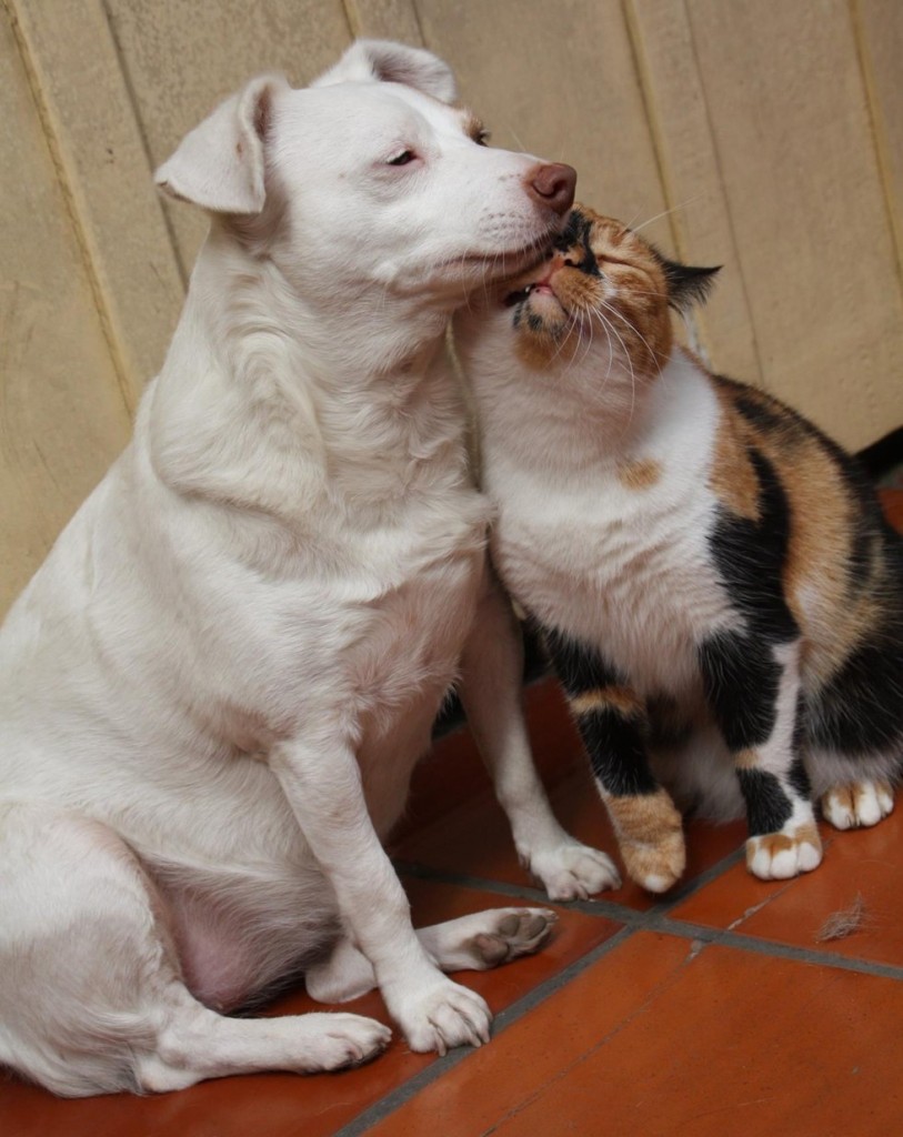 幸せそうな犬と猫