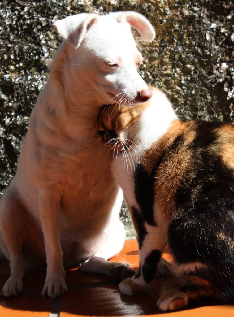 まだまだ犬にスリスリする猫