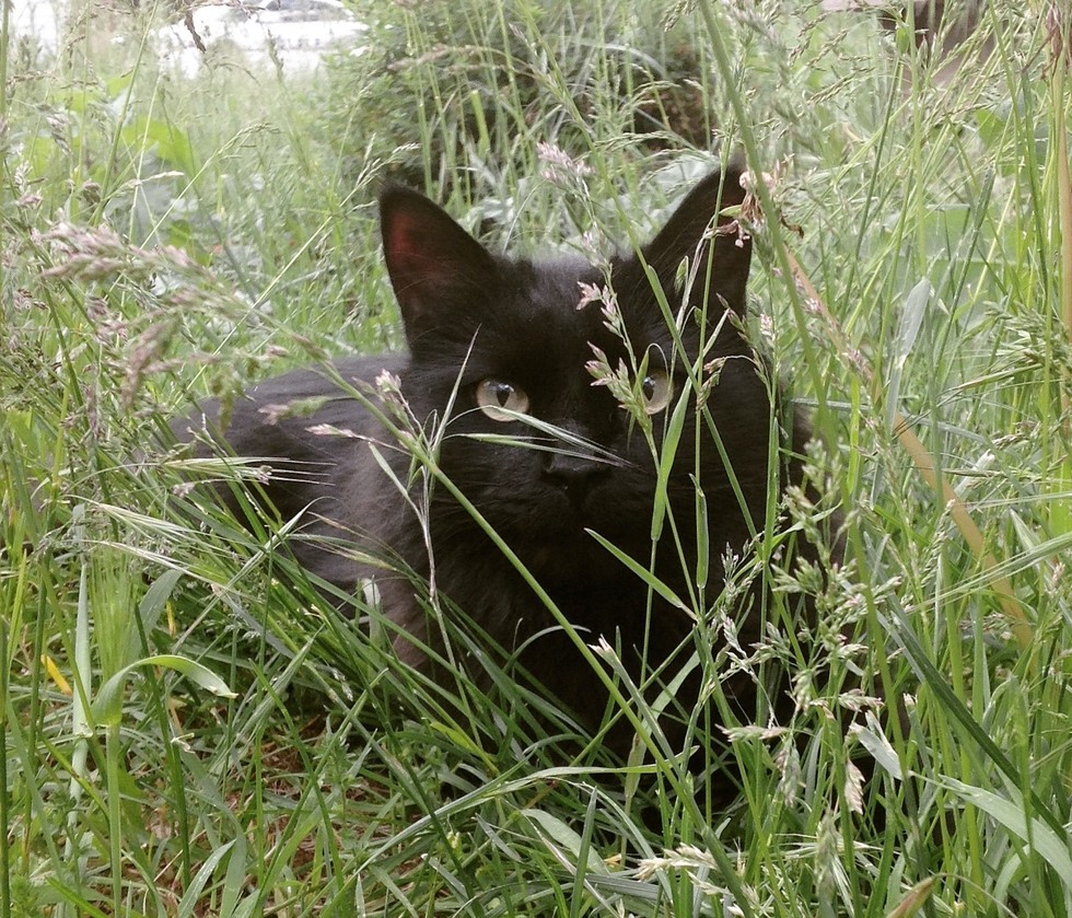 茂みに隠れる黒猫