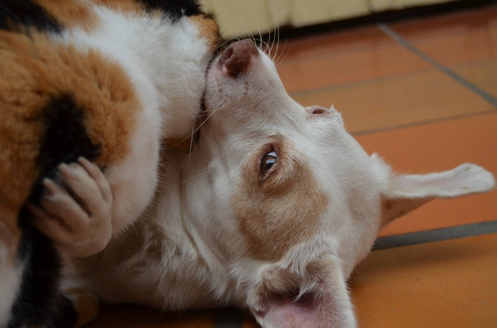 寝ている犬にスリスリする猫