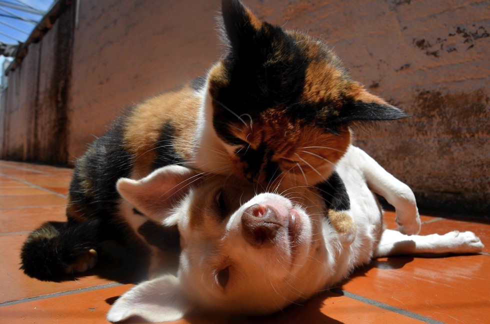 ラブラブな犬と猫