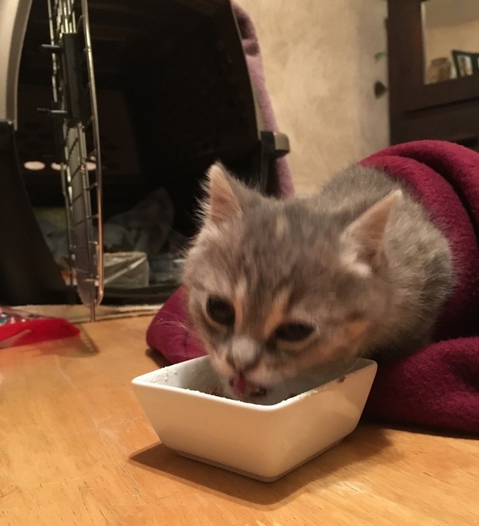 ご飯を食べる子猫