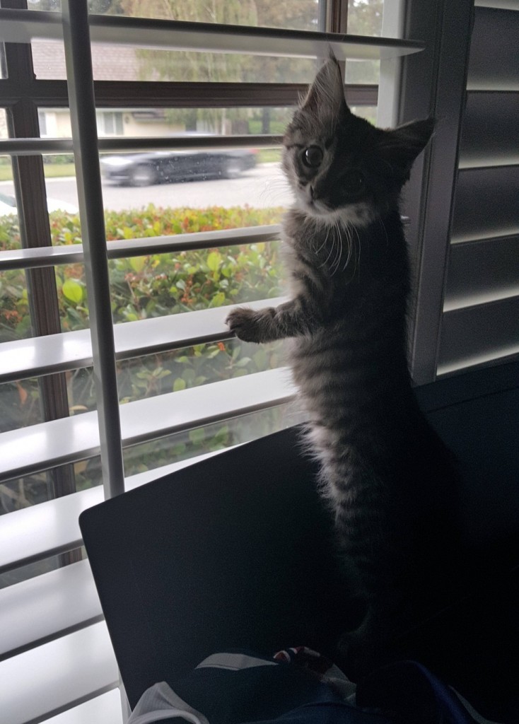 外の様子を見る子猫