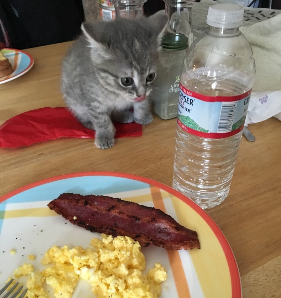 ご飯の様子を見る子猫