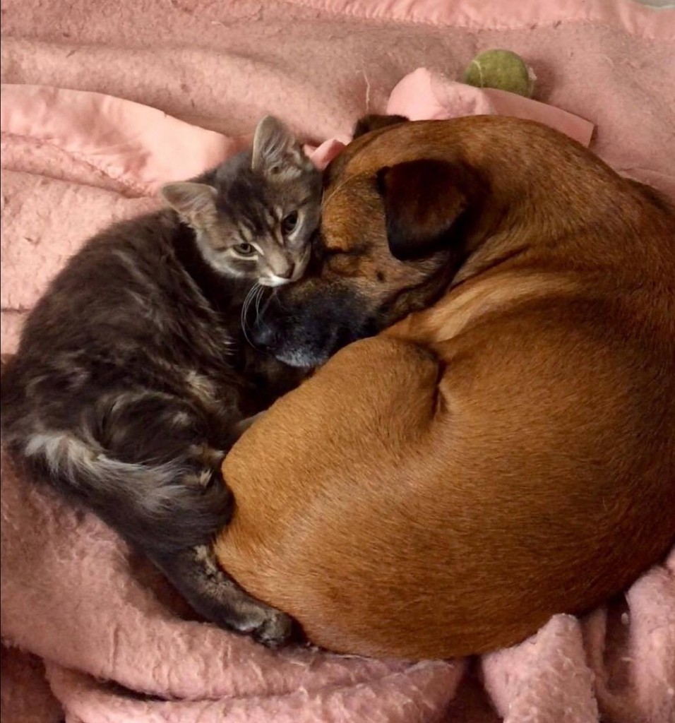 いっしょに眠る犬と猫