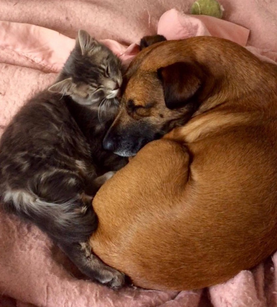 抱きしめある犬と猫