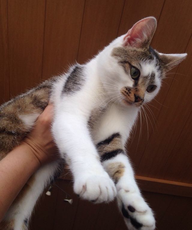 大きくなった子猫