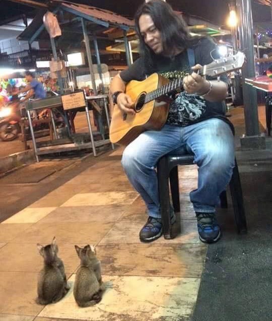 歌を聴く子猫