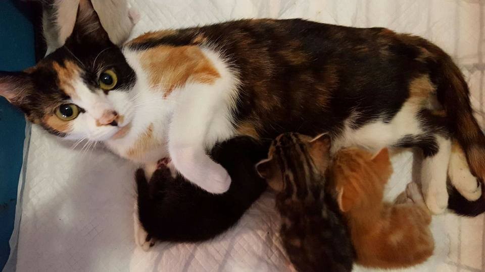 母猫と子猫