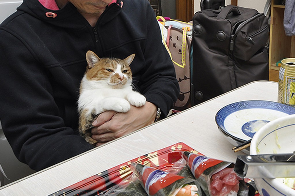 幸せそうな猫