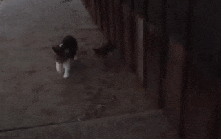 ハスキー犬に育てられ 自分を犬だと思っている猫 家族になった保護子猫に手取り足取り散歩を教える エウレカ