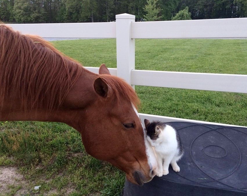 仲良しね猫と馬