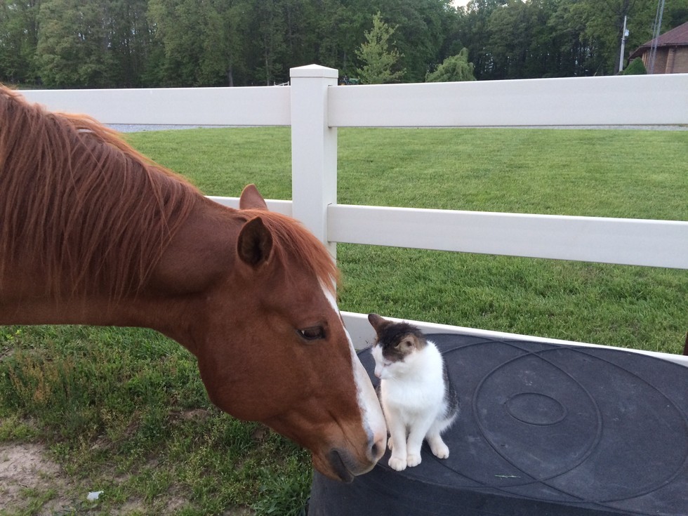 小さな頃から馬のお父さんに育てられた猫さん 種族を越えた親子の姿に心がホッと癒される W エウレカ