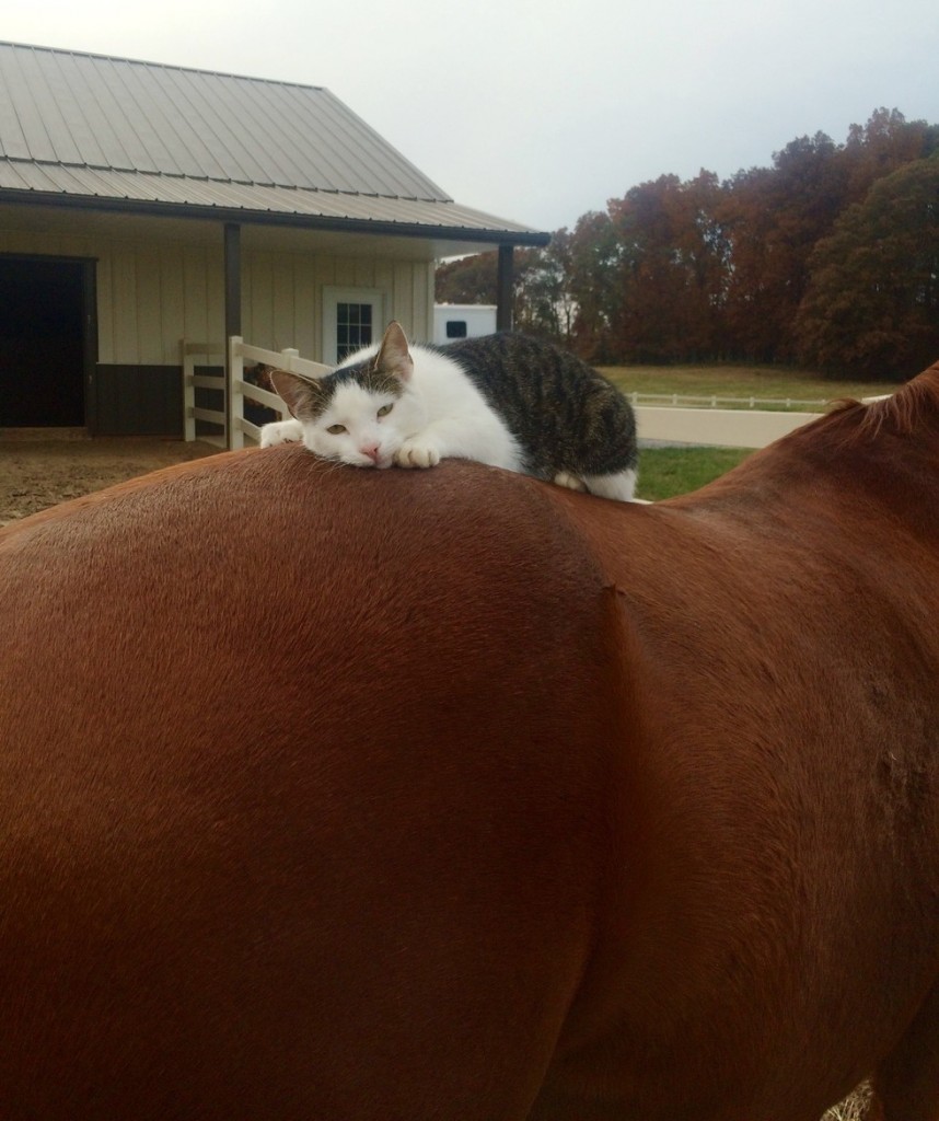 馬の背中で昼寝をする猫