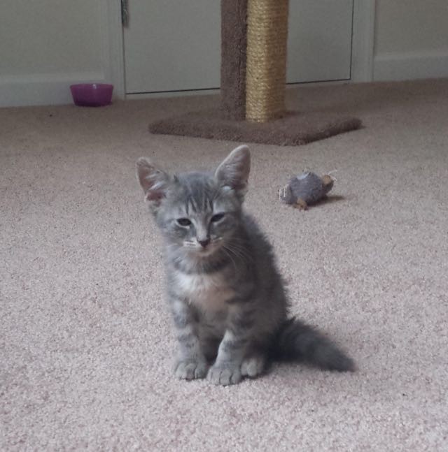 子猫とカバのぬいぐるみ