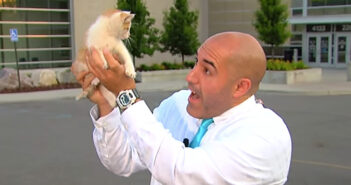 テレビの生放送中に子猫が迷い込んできた! リポートを中断して子猫を保護! 生放送中に保護された子猫