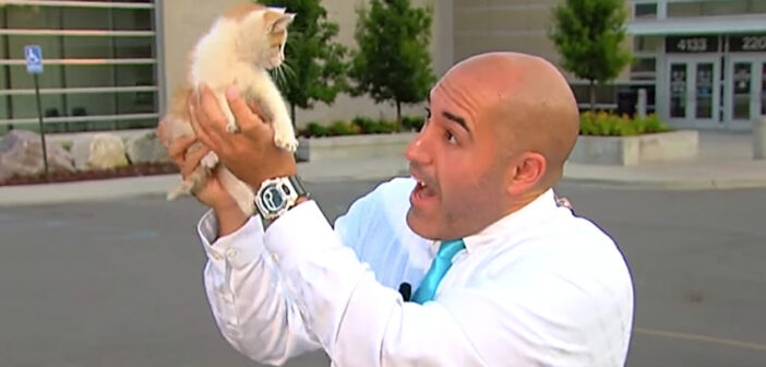 生放送中に保護された子猫