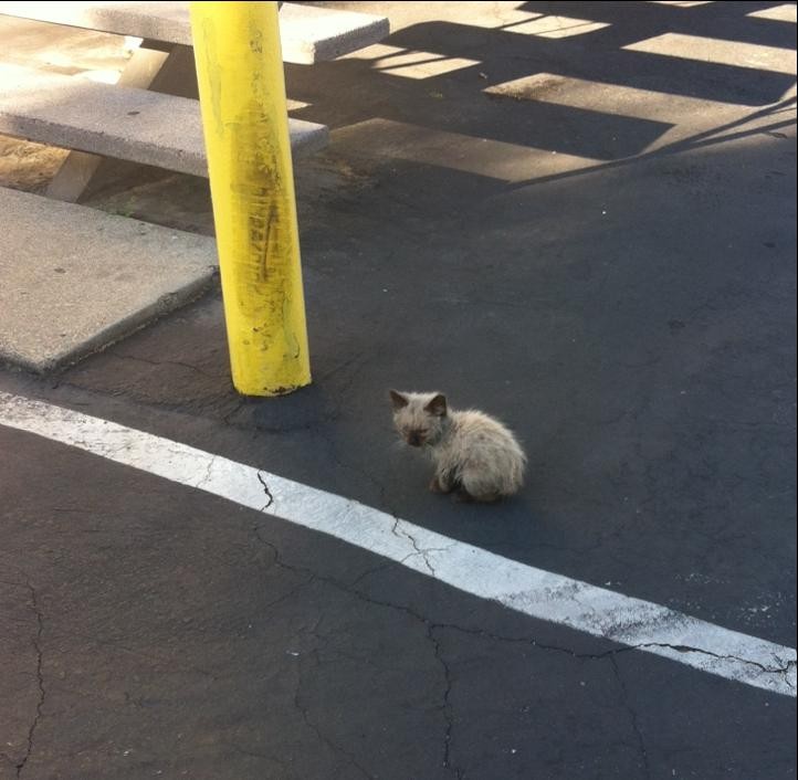 独りぼっちの子猫