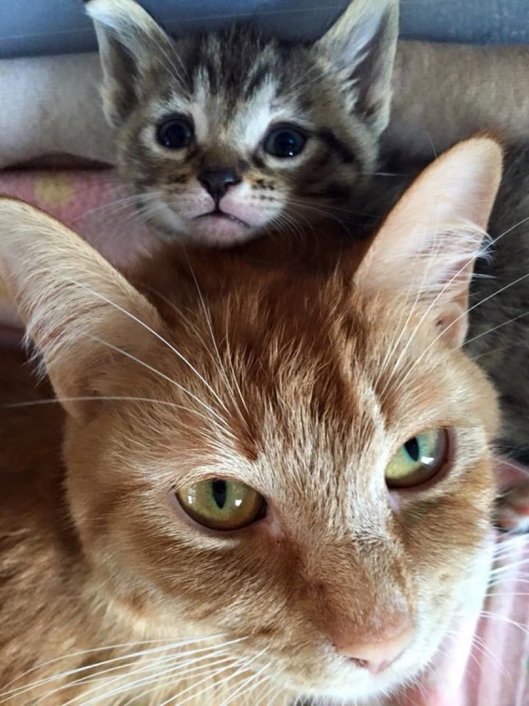 母猫と子猫