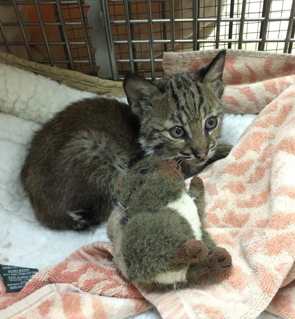 オモチャと子猫