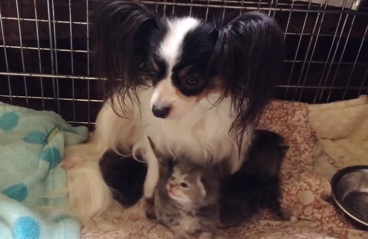 母犬と子猫