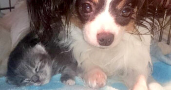 犬と子猫