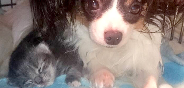 犬と子猫