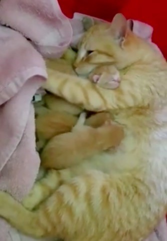 子猫を抱く母猫