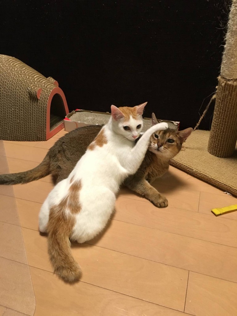 先住猫と遊ぶ子猫