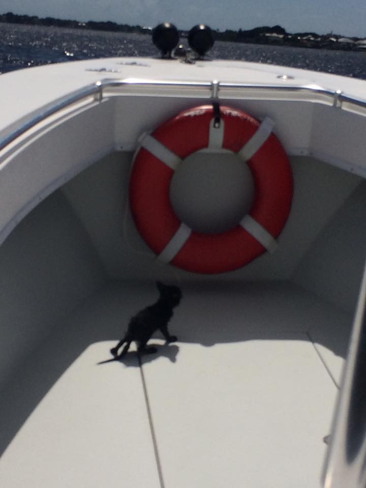 船で見つかった子猫