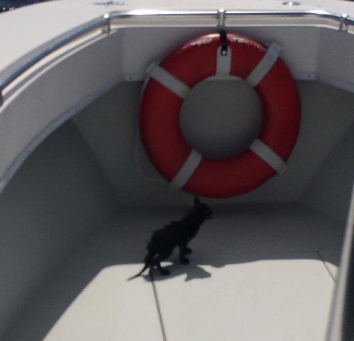船に乗る子猫
