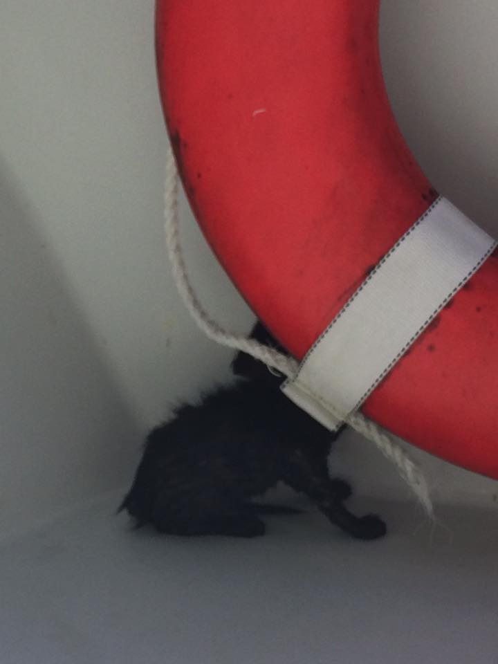 船で丸々子猫